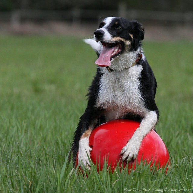 HappyPaw Ball 27-30In (68-75Cm)