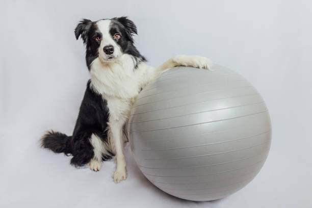 HappyPaw Ball 27-30In (68-75Cm)